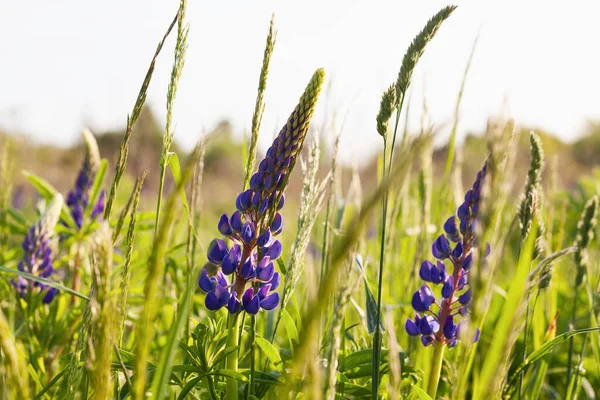 关闭紫色的羽扇豆开花 美丽的阳光普照的乡间草地 复制空间 宁静的生存环境 — 图库照片