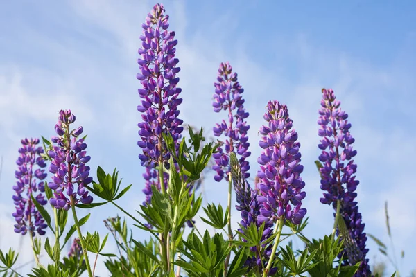 关闭紫色的羽扇豆开花 美丽的阳光普照的乡间草地 蓝天乌云 — 图库照片