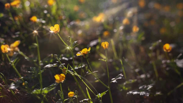 太陽の光で黄色の花 魔法の雰囲気コピースペースの背景 — ストック写真