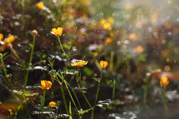 Желтые Цветы Солнечном Освещении Волшебный Фон Копирования Атмосферы — стоковое фото