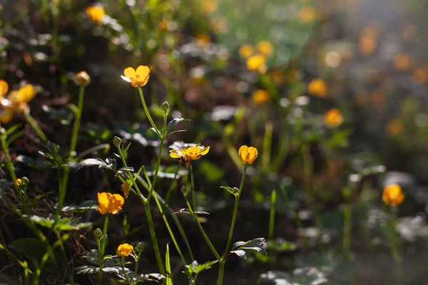 太陽の光で黄色の花 魔法の雰囲気コピースペースの背景 — ストック写真