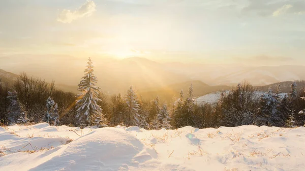 Panorama of winter mountain forest covered by snow. Sunrise time. Copy space background. Rewilding and recreation. Discover the beauty of the earth. Nature of Ukraine. Sun rays and clouds in the sky.