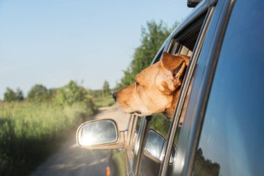 Neşeli kızıllı melez köpek seyahat ederken burnunu arabanın camından dışarı çıkardı. Yol dışında yaz tatili. Evcil hayvan dostu gezi konsepti. Arabanın aynasında güneş parlıyor..