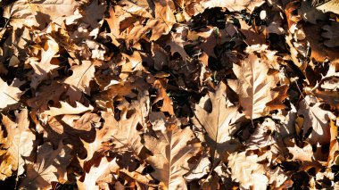 Meşe ağacı kuru sarı yapraklar. Uzayı sonbahar arkaplanı kopyala.