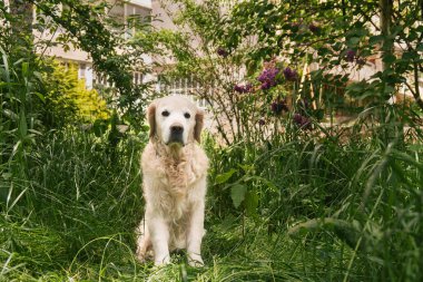 Banliyö bahçesindeki sevimli Golden Retriever köpeği. Konut alanlarındaki binaların yakınındaki yeşil santraller. Evcil hayvanlar dışarıda vakit geçirir..