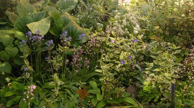 Güzel bir yaz bahçesi. Yeşil bitkiler. Geri dönüştürülmüş bahçe tasarımı, diy ve düşük atık yaşam tarzı, sürdürülebilir hobi.