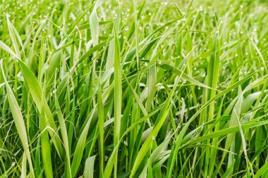 Temiz açık yeşil çimenleri su damlalarıyla kapatın. Kopya alanı arka planı.