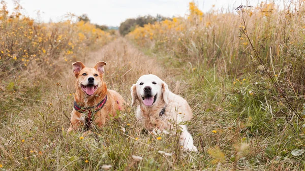 Щасливий Імбир Змішаної Породи Золоті Собаки Ретривери Червоній Шухляді Лежать — стокове фото