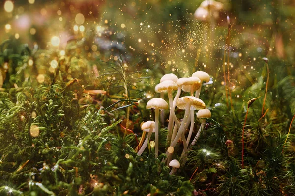 魔法奇幻淡淡的蘑菇在绿色苔藓和闪亮的萤火虫在迷人的童话梦幻精灵森林 Fairycore概念壁纸 — 图库照片