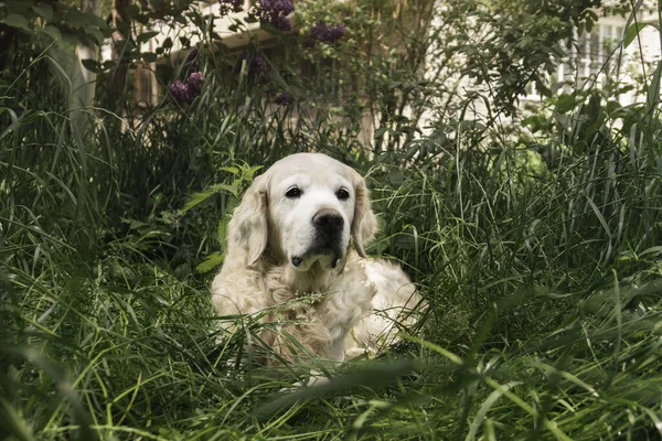 stock image Adorable golden retriever dog in suburbs city garden. Green plants near buildings in residential areas. Pet spending time ou