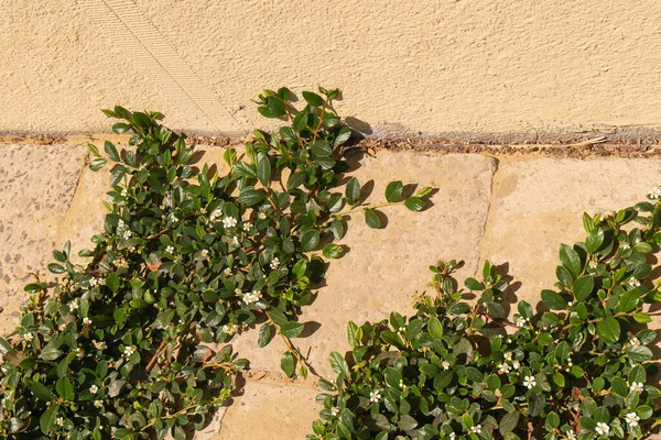 Neutraal Beige Betonnen Muur Met Groene Planten Zomer Hete Zonnige — Stockfoto