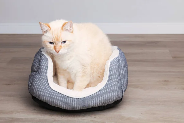 Grumpy beige cat in grey and white textile basket bed on a wooden floor at home. Pets care concept. Preparations to adopt a pet. Copy space background.