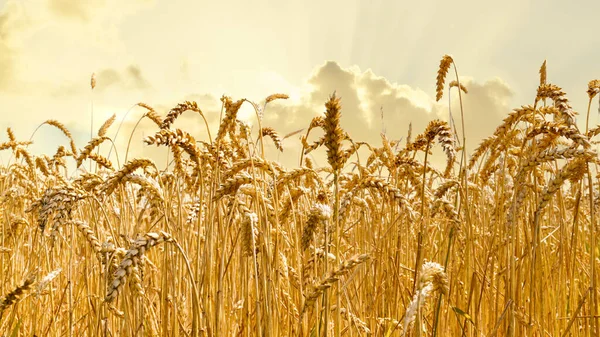 Zralé Pšeničné Pole Vysoké Ceny Evropě Důsledku Války Mezi Ruskem — Stock fotografie