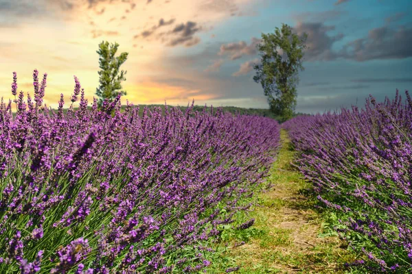 Prachtige Lavendelstengels Het Platteland Zonsondergang Adembenemende Paarse Velden Majestueuze Avond — Stockfoto