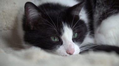 Çağdaş bir yatak odasında açık bej halıda melez kedileri karıştıran sıkıcı siyah beyaz gözler. Soğuk kış havasında kedi yavrusu battaniyede ısınır. Evcil hayvanlar ve bakım konsepti.