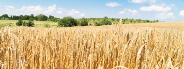 Güzel doğal yaz manzarası, uzun arka plan. Olgunlaşan buğday tarlası. Bulutlu mavi gökyüzü. Fırın için rekor fiyatlar. Uzayı kopyala Arkaplanı kapat.