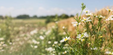 Güzel doğal yaz manzarası, uzun arka plan. Daisy alanı. Bulutlu mavi gökyüzü. Uzayı kopyala Arkaplanı kapat.