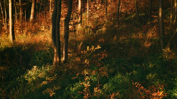 Zachód Słońca Mglistym Ciemnym Jesiennym Lesie Żółte Liście Paproci Pobliżu — Zdjęcie stockowe