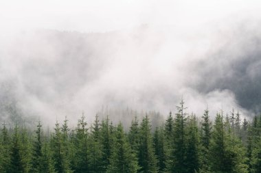 Alçak bulutlarla kaplı güzel bir orman manzarası. Dağ tepelerinde sonbahar sisi. Misty Fall Ormanı. Ormanlı dağ yamaçlarında yeşil çam ağaçları. Karpatlar, Ukrayna.