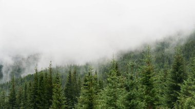Alçak bulutlarla kaplı güzel bir orman manzarası. Dağ tepelerinde sonbahar sisi. Misty Fall Ormanı. Ormanlı dağ yamaçlarında yeşil çam ağaçları. Karpatlar, Ukrayna.