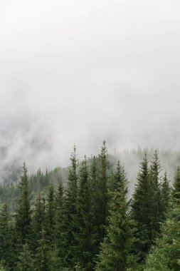 Alçak bulutlarla kaplı güzel bir orman manzarası. Dağ tepelerinde sonbahar sisi. Misty Fall Ormanı. Ormanlı dağ yamaçlarında yeşil çam ağaçları. Karpatlar, Ukrayna.