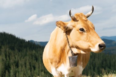 Kızıl kızıl inek dağlarda otluyor. Uzay duvar kağıdını kopyala. Ukrayna 'nın Doğası.