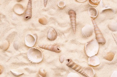 Saf nötr bej tropikal kumda bir sürü deniz kabuğu var. Üst görünüm arkaplanı. Lüks yaz tatilleri konsepti.