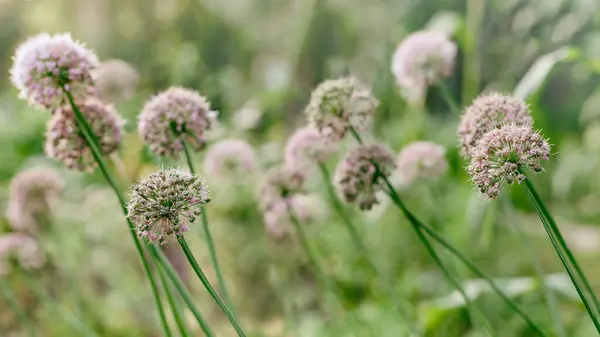 Allium - Süslü soğan mor çiçekleri. Makro görüntü ve küçük bir alan derinliği. Uzayı kopyala, arkaplanı kapat. Panoramik duvar kağıdı.