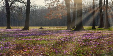 Güneş ışığı, çiçeklenmiş mor timsah çayırlarının üzerindeki çıplak ağaçların arasından süzülür. İlkbahar manzarası. Sihirli sakin arkaplan.