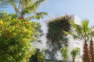 Modern villa yemyeşil ve tırmanan bougainvillea, palmiye ağaçları ile çevrili.