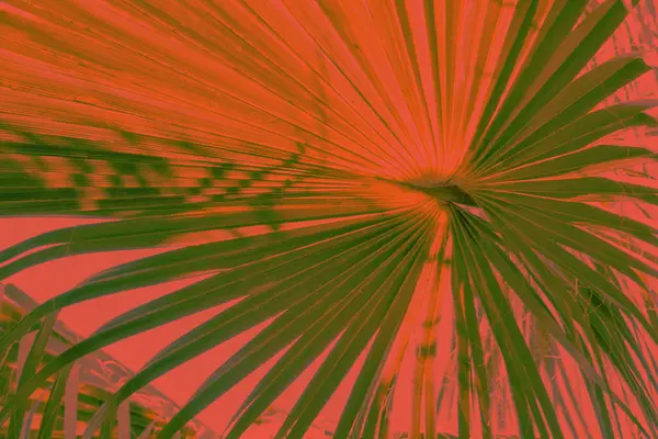 Çelişkili bir arka plana karşı canlı kırmızı renkte stilize edilmiş palmiye yaprağı.