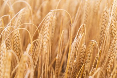 Güzel doğal yaz kırsal manzarası. Olgunlaşan buğday tarlası. Fırın için rekor fiyatlar. Uzayı kopyala Tek renkli duvar kağıdını kapat.