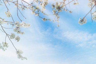 Mavi gökyüzüne karşı kiraz çiçeklerinin yakın çekimi rüya gibi bir atmosfer yaratıyor. Uzayı kopyala. Doğanın güzelliği.