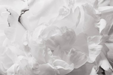 Beyaz şakayık yapraklarının makro fotoğrafı. Çiçek yakın plan. Monokrom iç tasarım duvar kağıdı.