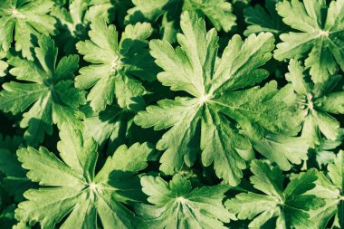 Yeşil bitki yapraklarının en üstteki görüntüsü. Boşluğu kopyala, arkaplanı kapat.