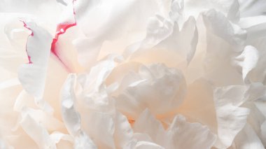 Kapalı, boş, şefkat dolu şakayık taç yapraklarının fotokopisini çek. Soluk bej renkli iç tasarım duvar kağıdı. Soyut desenli arkaplan.