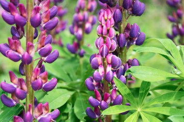 Mor lupinler çiçek açar. Doğanın güzelliği, sakin, meditasyon yapan duvar kağıdı..