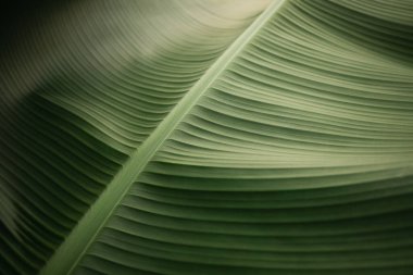 Büyük yeşil bir muz yaprağı, tropikal bir ortamda doğanın güzelliğini vurgulayan ayrıntılı desenler ve dokular sergiler. Işık oyunu sahneye derinlik katıyor..