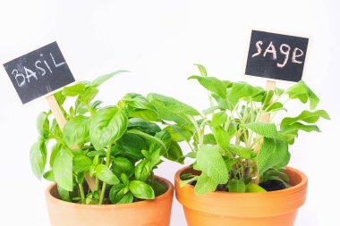 Terracotta saksılarındaki iki canlı bitki, onları fesleğen ve adaçayı olarak tanımlayan karatahta etiketleri sergiliyor. Parlak yapraklar beyaz zemin üzerinde güzel bir kontrast.