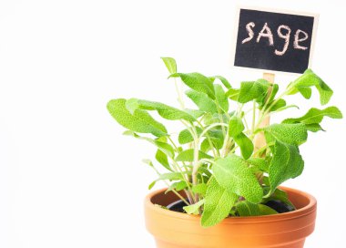 Terracotta tenceresinde gür, yeşil yapraklı ve adını gösteren küçük bir karatahta etiketi olan sağlıklı bir adaçayı bulunur. Parlak ışık tazeliğini ve canlılığını vurguluyor..