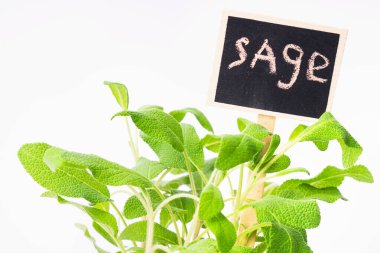 Küçük bir tencerede canlı bir adaçayı bitkisi, yemyeşil yapraklar sergiliyor, yanında otları tanımlayan el yazısıyla yazılmış bir karatahta etiketi var. Bahçe işleri için ideal..