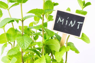 Bereketli yeşil nane bitkisi canlı yapraklar içerir, bir bahçe ortamında gelişir. Küçük bir karatahta levhası belirgin bir şekilde duruyor, kolayca teşhis edilebilmesi için bitkinin adını gösteriyor..