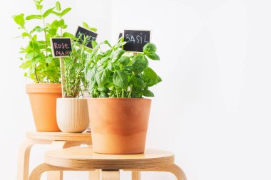 Fesleğen ve biberiye de dahil olmak üzere çeşitli saksı bitkilerinin yakın plan görüntüsü, tahta tabureler ve küçük karatahta etiketleri, hafif bir zemin üzerine dizilmiş.