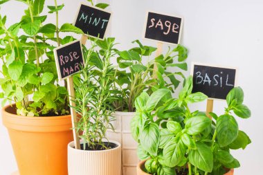 Canlı, kapalı bir bahçe vitrininde naneler, adaçayı, biberiye ve fesleğen vardı. Her birinde karatahta işaretleri vardı. Düzenleme alana yeşillik ekler.