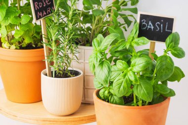 Fesleğen, biberiye ve nane içeren taze otlar ahşap bir masada dekoratif kaplarda sergilenir. Her tencerede bitkinin adını gösteren küçük bir işaret var. Canlı yeşil renklerini vurguluyor..