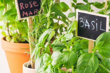 Canlı bir kapalı bitki bahçesi, parlak turuncu ve terasotta tencerelerinde bulunan bereketli fesleğen ve biberiye bitkilerine ev sahipliği yapar, küçük kara tahtalarla etiketlenir ve ferahlatıcı yeşil bir atmosfer yaratır..