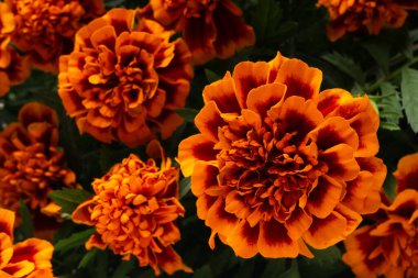 Çiçeklerle dolu bahçe parlak güneş ışığı altında canlı turuncu ve sarı taç yaprakları sergiliyor. Bu bahar sahnesi doğanın güzelliğini ve renklerini yansıtıyor..