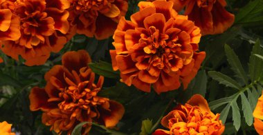 Parlak turuncu kadife çiçekleri yemyeşil yapraklara yayılarak tam çiçeklerini sergiliyorlar. Sahne, canlı renkler ve hayat dolu yaz bahçıvanlığının özünü yakalıyor..