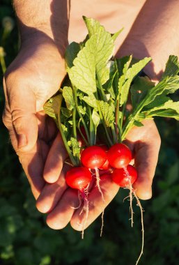 Eller taze toplanmış turpları canlı kırmızı ampuller ve yeşil yapraklarla güneşli bir bahçenin zeminine yaslıyor, sürdürülebilir bahçıvanlık uygulamaları sergiliyorlar..