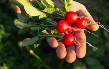 Bir el, bahçeden yeni toplanmış canlı kırmızı turp kümesini tutar. Güneş ışığı onların parlak ciltlerini ve yeşil yapraklarını vurgular, doğanın cömertliğini gösterir..